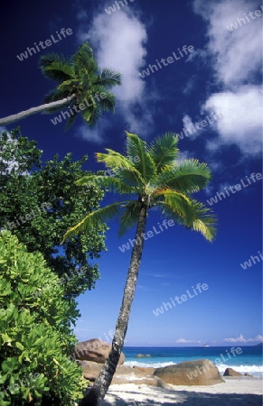 Ein Traumstrand auf der Insel La Digue der Inselgruppe Seychellen im Indischen Ozean in Afrika.