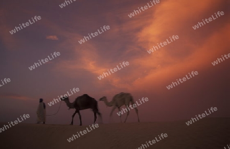 Ein Beduine mit seinen Kamelen in der Sahara Wueste bei Douz im zentralen sueden in Tunesien in Nordafrika.