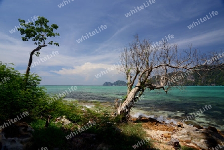 A Beach on the Island of Ko PhiPhi on Ko Phi Phi Island outside of the City of Krabi on the Andaman Sea in the south of Thailand. 