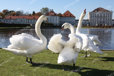 Balzende Schw?ne