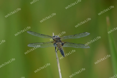 Vierfleck (Libellula quadrimaculata)