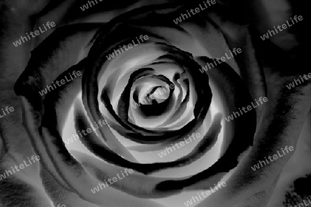 Rose Lich und Schatten