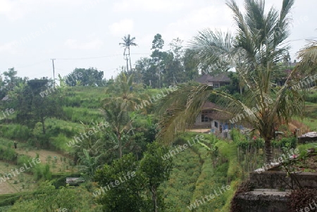 Reisfelder auf Bali