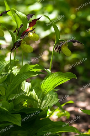 Frauenschuh, Cypripedium calceolus