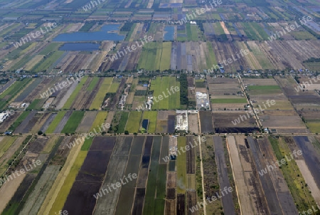 Die Landwirtschaft am rande der Stadt Bangkok in Thailand in Suedostasien.