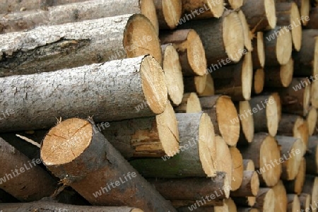 Holz01