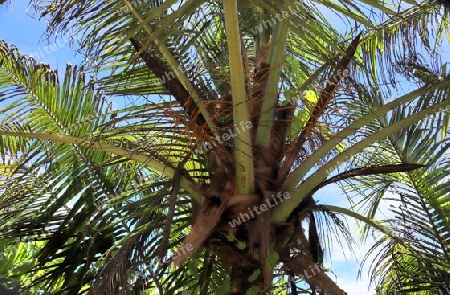 Beautiful palm trees at the beach on the tropical paradise islands Seychelles