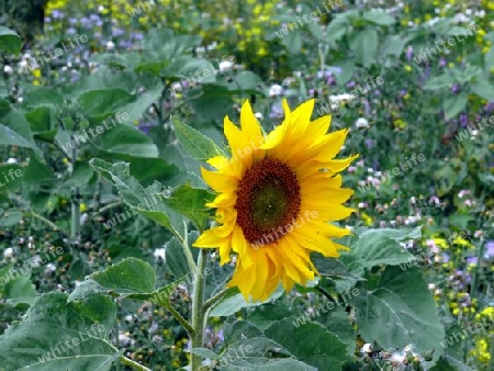 Sonnenblume