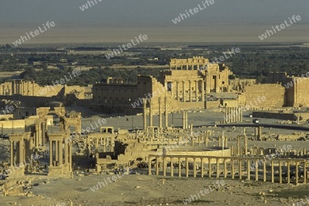 Die Ruinen von Palmyra in der Wueste Faydat in Syrien im Mittleren Osten in Arabien.