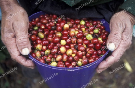 The coffee Plantations in the Hills of Copan in Honduras in Central America,