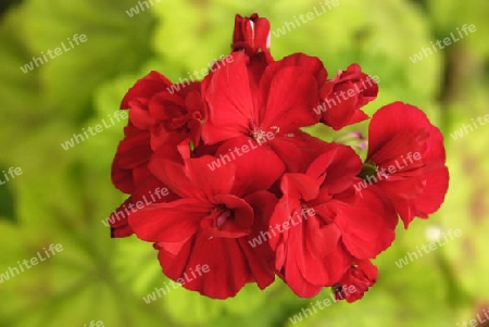 Red pelargonium