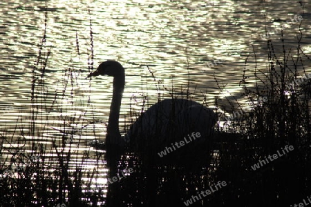 Schwan beim Sonnenuntergang