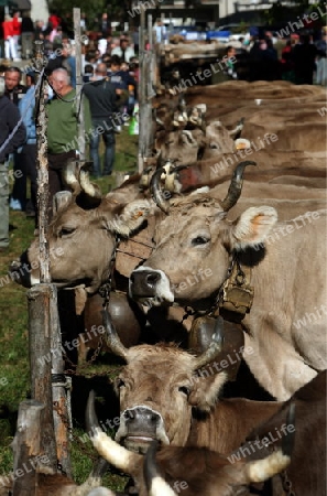 the traditional cow Market in the Farmer Village of Armeno near the Fishingvillage of Orta on the Lake Orta in the Lombardia  in north Italy. 