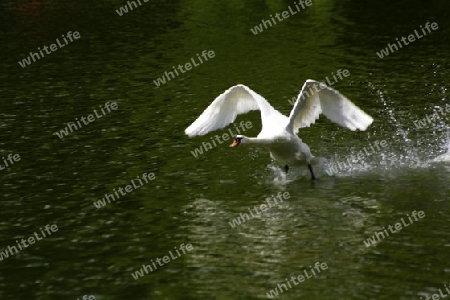 startender schwan