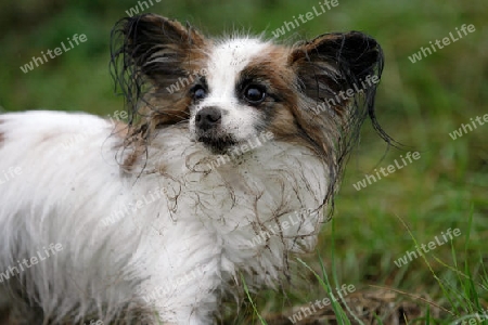 Portrait schmutziger Papillon