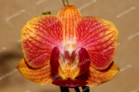 Orchidee