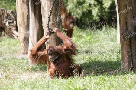 Orang Utan - Pongo pygmaeus