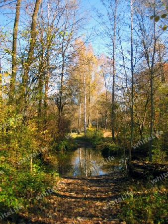 Weg in Englischen Garten