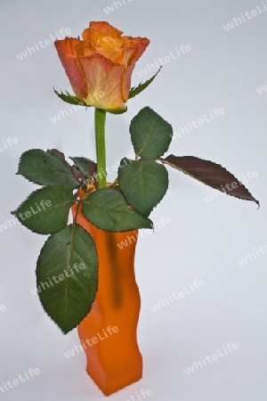 Rot orange gelbe Edelrose mit Vase