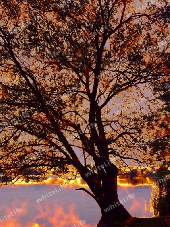 Baum im Lichtfeuer