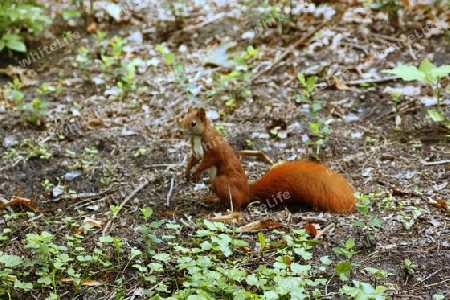 eichh?rnchen auf einer wiese