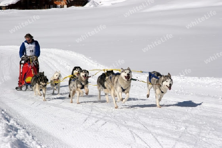 Schlittenhunderennen