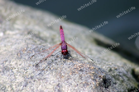 Violet dropwing, Trithemis annulata