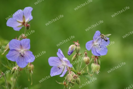 Biene mit lila Blumen