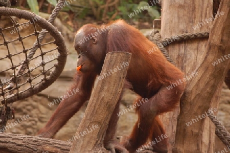 Orang-Utan