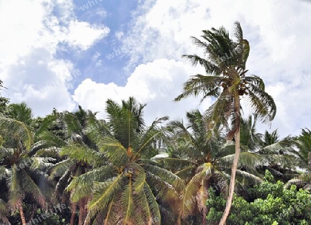 Beautiful palm trees at the beach on the tropical paradise islands Seychelles