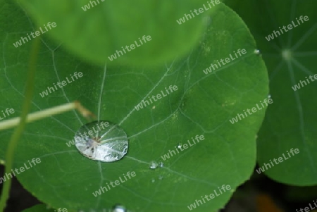 Blatt mit Regentropfen