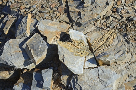 ca. 300 Millionen Jahre alte Fossilien des Mesosaurus tenuidens bei Keetmanshoop, Namibia, Afrika