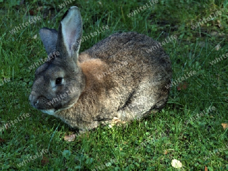 Hase erholt sich in aller Ruhe im Gras