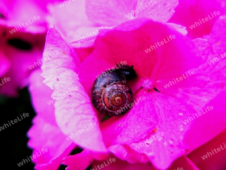 Schnecke in Blume