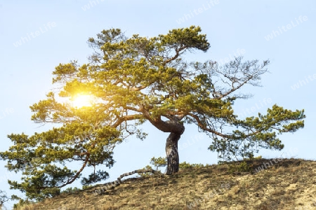 Alter Baum im Park