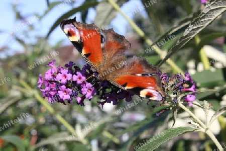Schmetterling im Schmetterlingsbusch