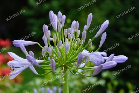 Agapanthus