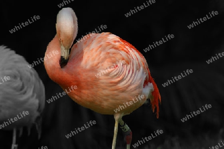 Flamingo