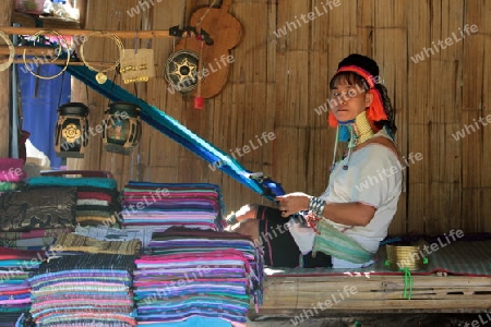 Eine Traditionell gekleidete Langhals Frau eines Paudang Stammes aus Burma lebt in einem Dorf noerdlich von Chiang Mai in Nord Thailand. 