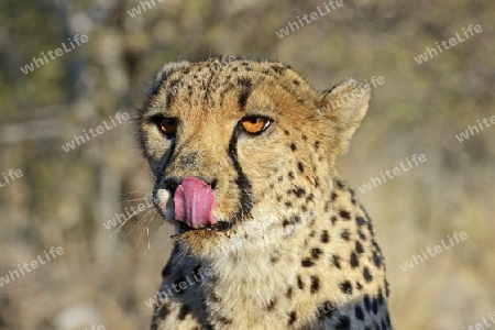 Gepard (Acinonyx jubatus), Khomas Region, Namibia, Afrika