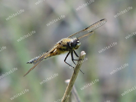 Libelle im Garten