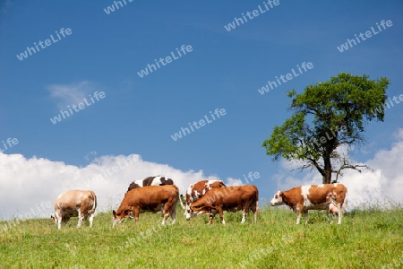 Sommerlandschaft mit K?hen in Th?ringen