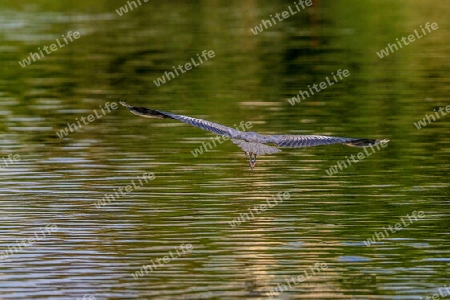 Ein Vogel