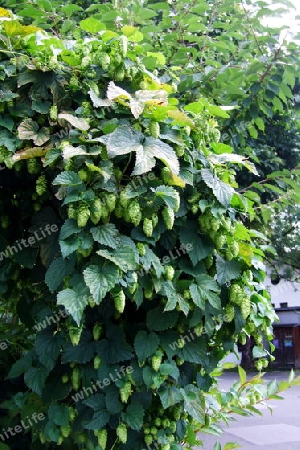 Hopfen