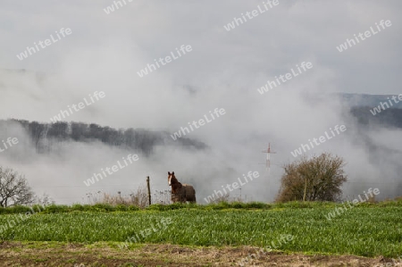 Morgennebel