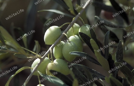 Oliven in einer Plantage im Dorf von Palmyra in der Wueste im osten von Syrien im Nahen Osten