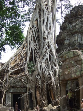 Kambodscha - Angkor,Tempel Ta Prohm