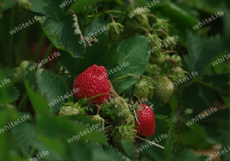 deutsche erdbeeren