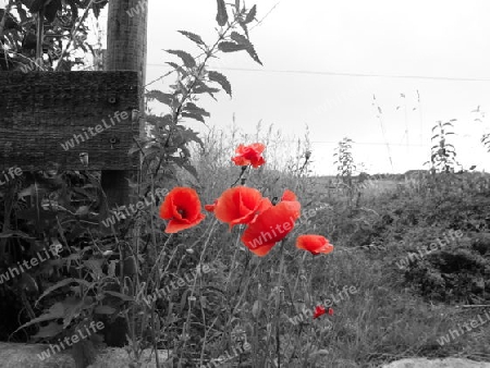 Mohn