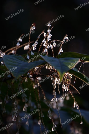 Blueten im Sonnenlicht 